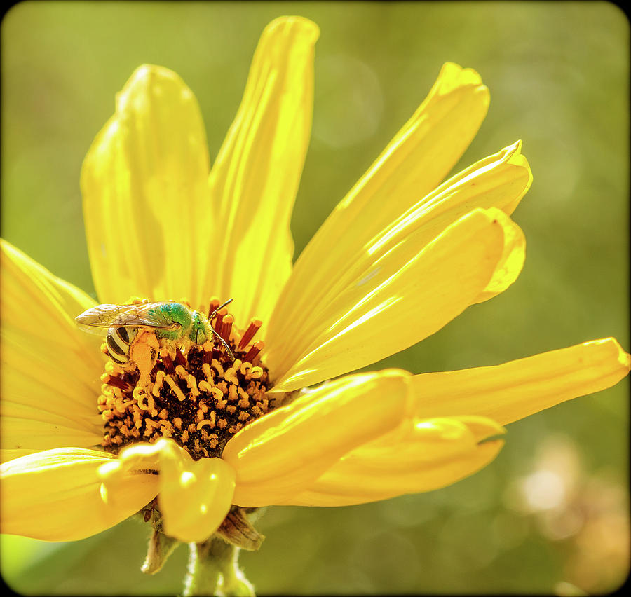 Green Bee Flower Photograph by Arthur Bohlmann