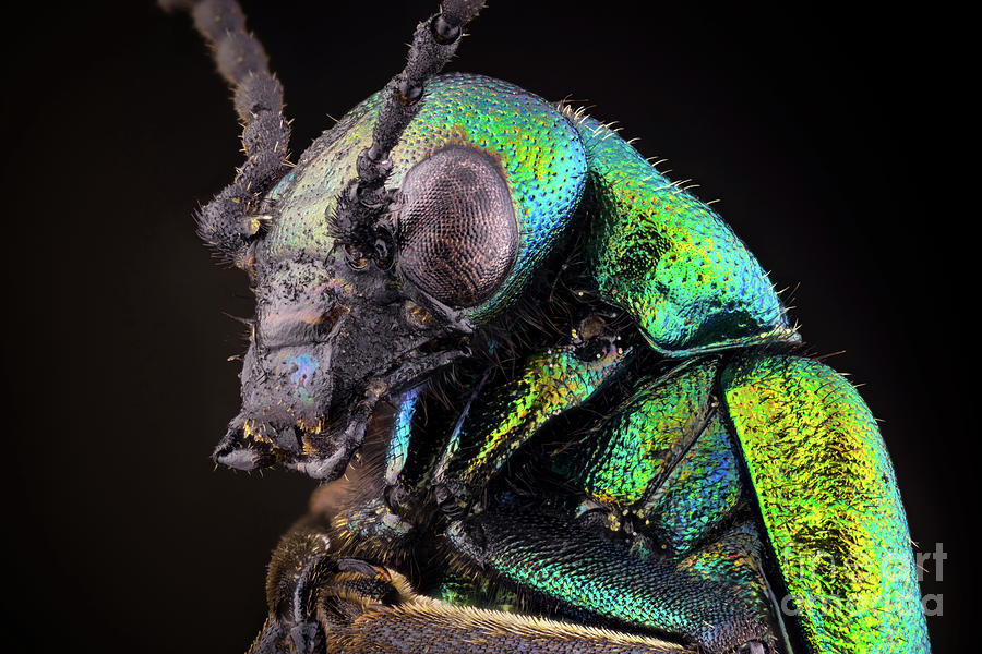 Green Blister Beetle Portrait Photograph by Ozgur Kerem Bulur/science Photo Library