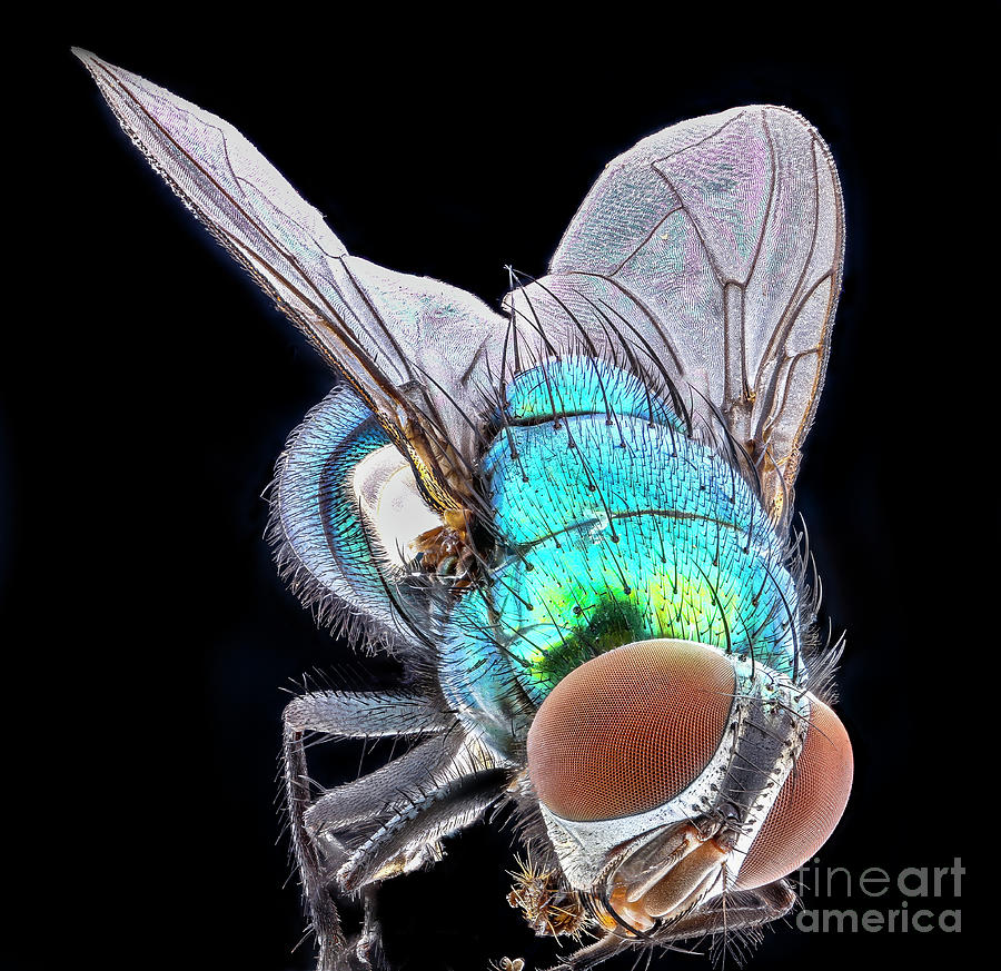 Green Bottle Fly Photograph by Us Geological Survey/science Photo Library