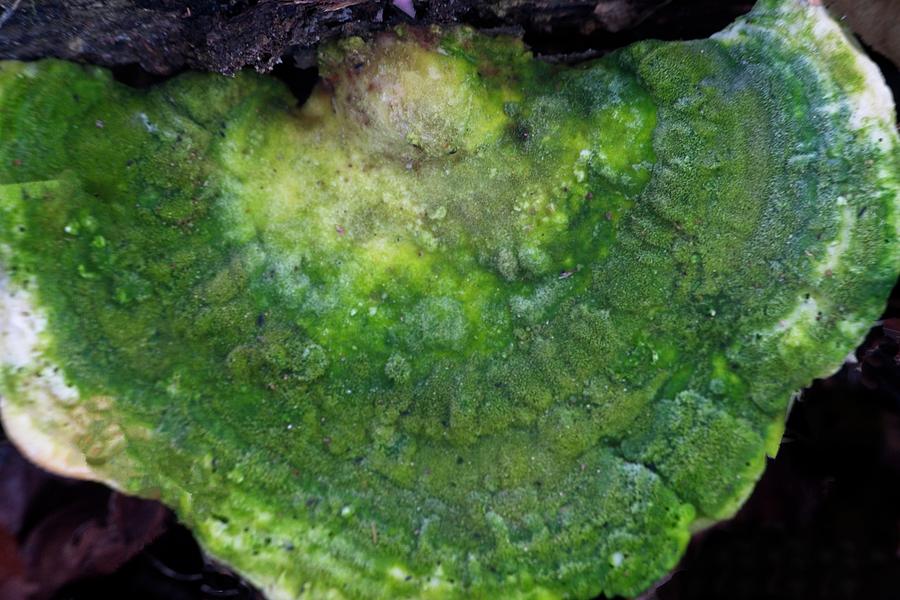 Green Bracket Fungus Photograph by Douglas Barnett