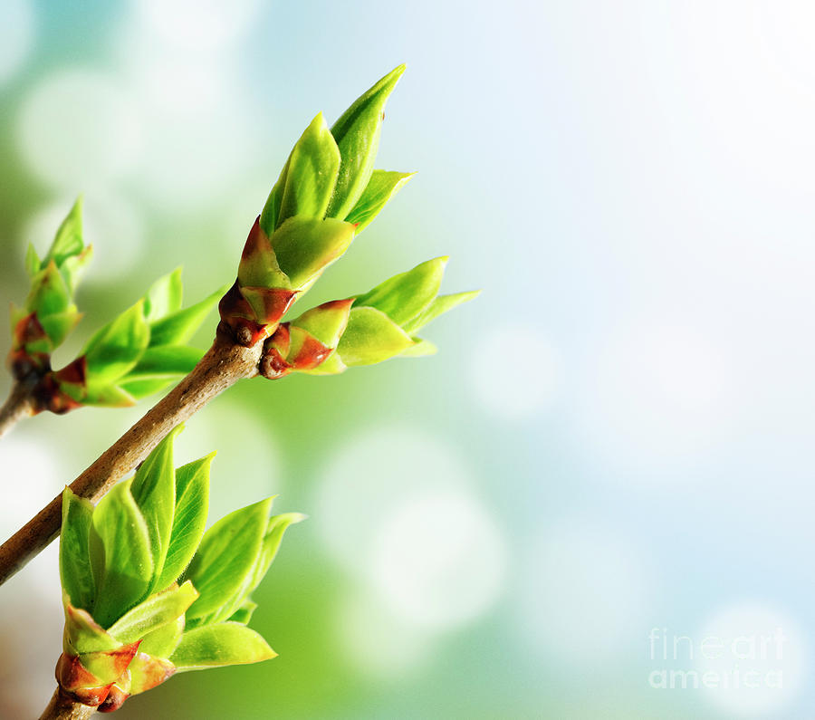 Green Bud Photograph by Jelena Jovanovic