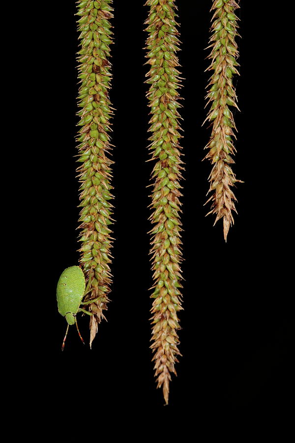 Green bug Photograph by Natura Argazkitan