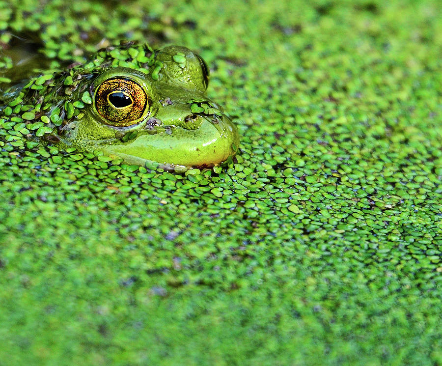 Green Bullfrog In Pond Photograph by Patti White Photography