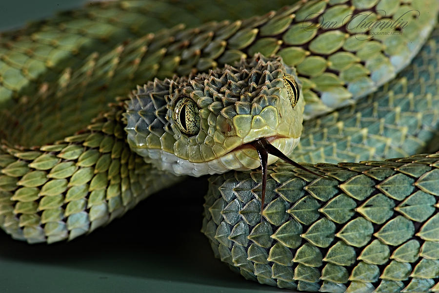 purple african bush viper