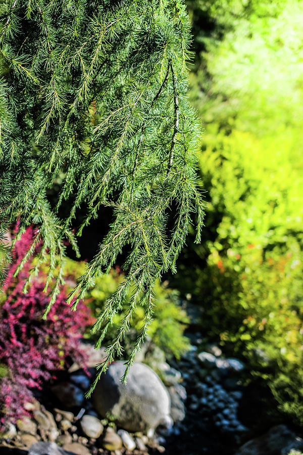 Green Bush With Green Leaves As Nature Background Photograph by Cavan