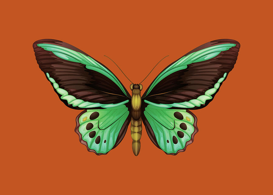Green Butterfly On Orange Background Digital Art by Trendy Art Green Butterfly On Orange Background Digital Art by Trendy Art