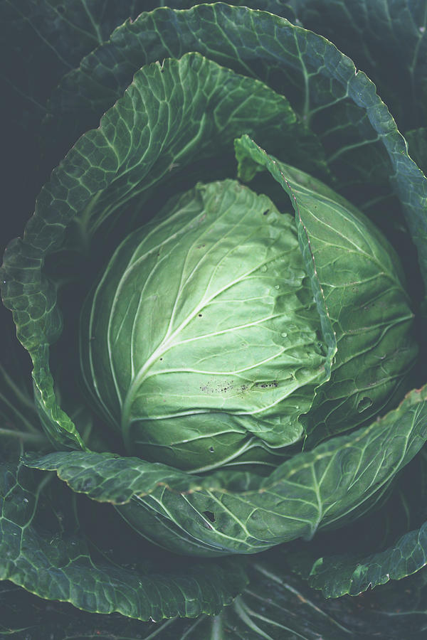 Green Cabbage Head Close Up Photograph by Malgorzata Laniak