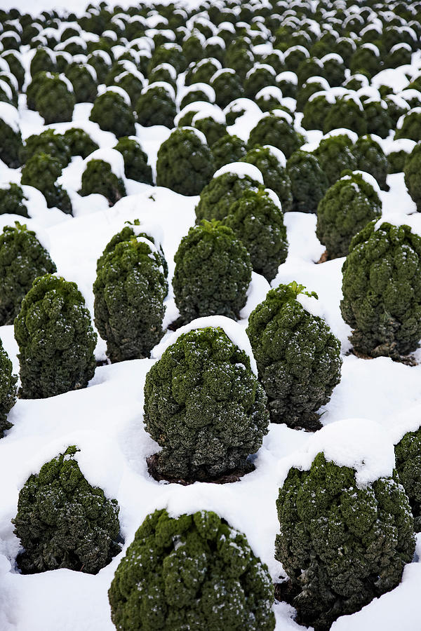 Cabbage Photograph - Green Cabbage On Field With Snow by Jalag / Robin Kranz
