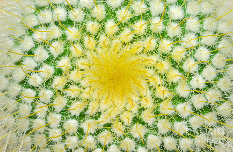 Barb Photograph - Green Cactus And Yellow Prickles by Ruslan Grechka