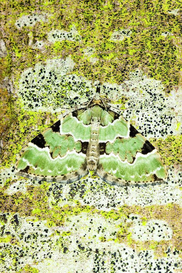 Green Carpet Moth Photograph by Dr Keith Wheeler/science Photo Library