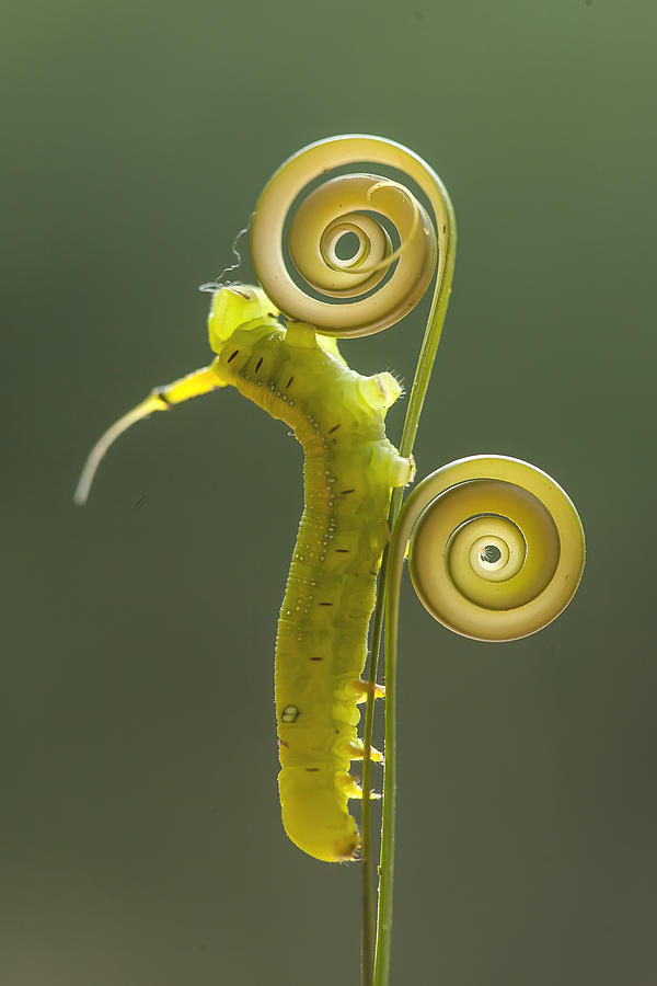 Macro Photograph - Green Caterpillar by Abdul Gapur Dayak