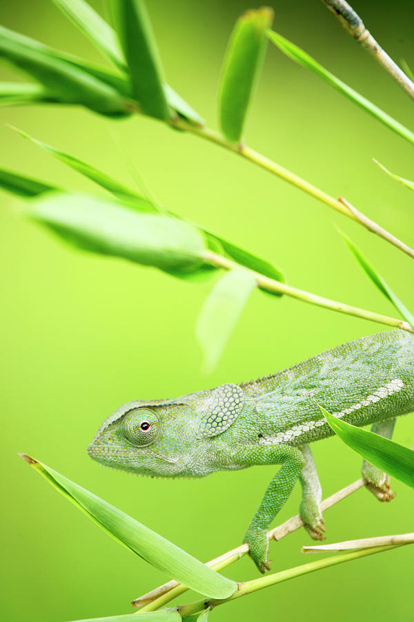 Green Chameleon In Mozambique Photograph by Alex Bramwell