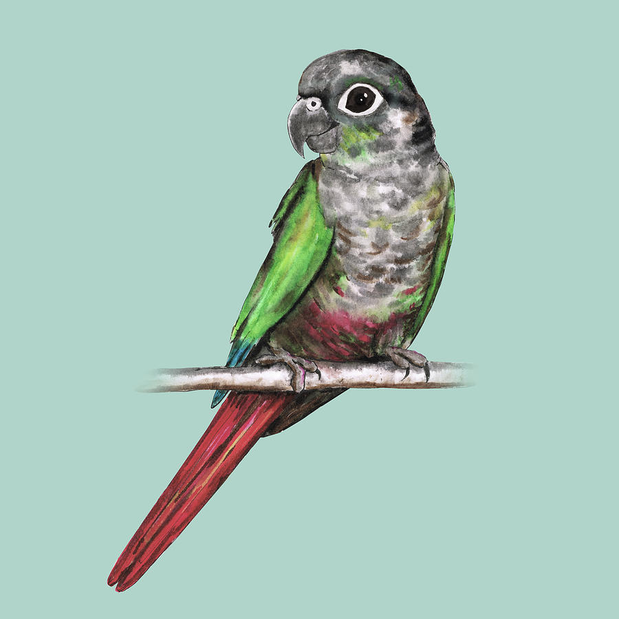 Greencheeked conure Drawing by Bianca Wisseloo