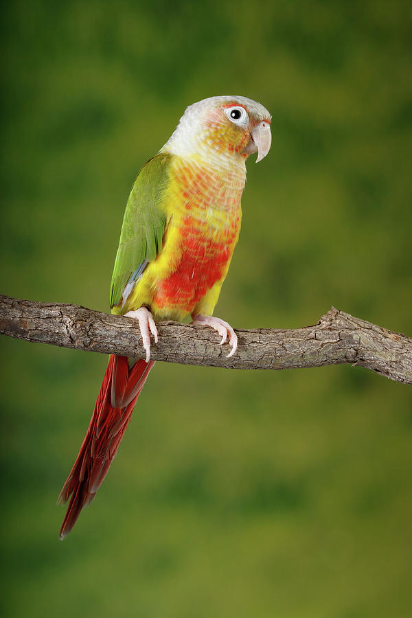 Green-cheeked Conure Photograph by David Kenny