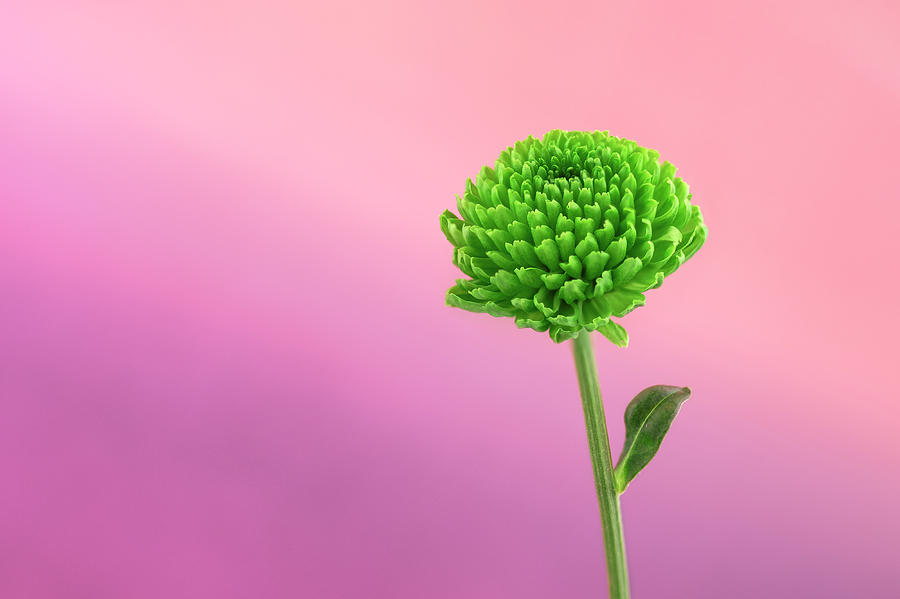 Green Chrysanthemum Photograph by Svetlana Sewell