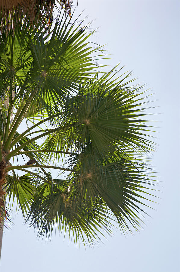 Green Clusters Of Palm Fronds Against Photograph by Barry Winiker
