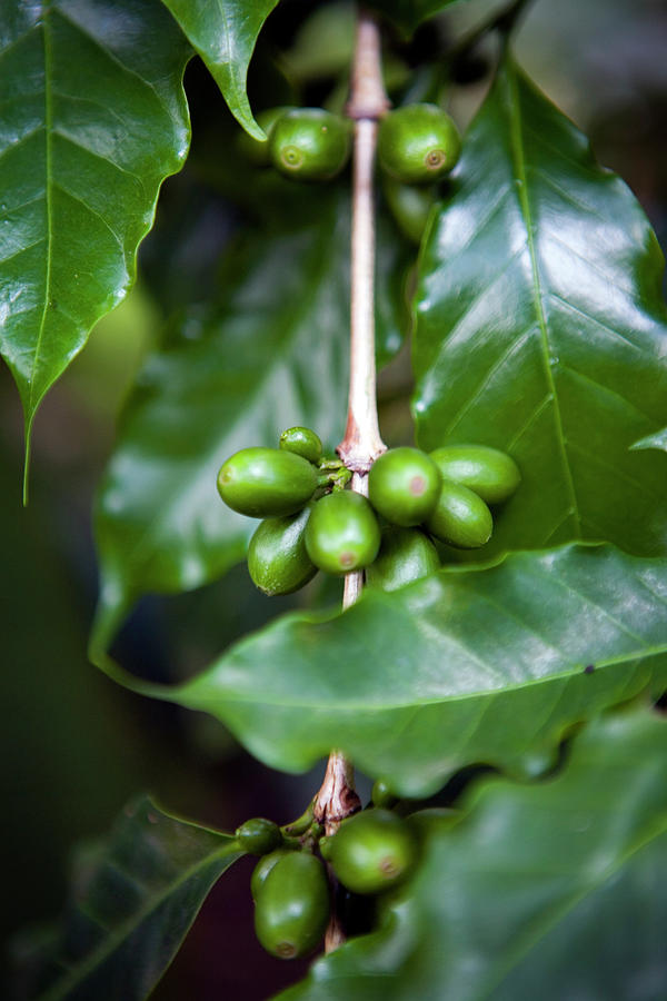 Green Coatepec, Veracruz Coffee Beans Photograph by Holly Wilmeth