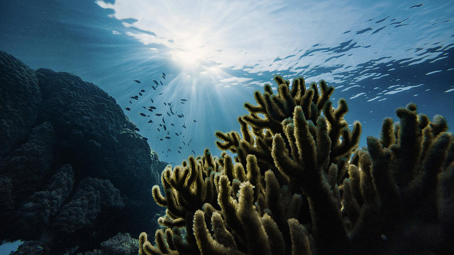 Green Corals by Carlene Smith Green Corals by Carlene Smith