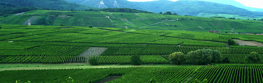 Green Countryside In Wine-growing Region In Alsace france Photograph by Oliver Brachat
