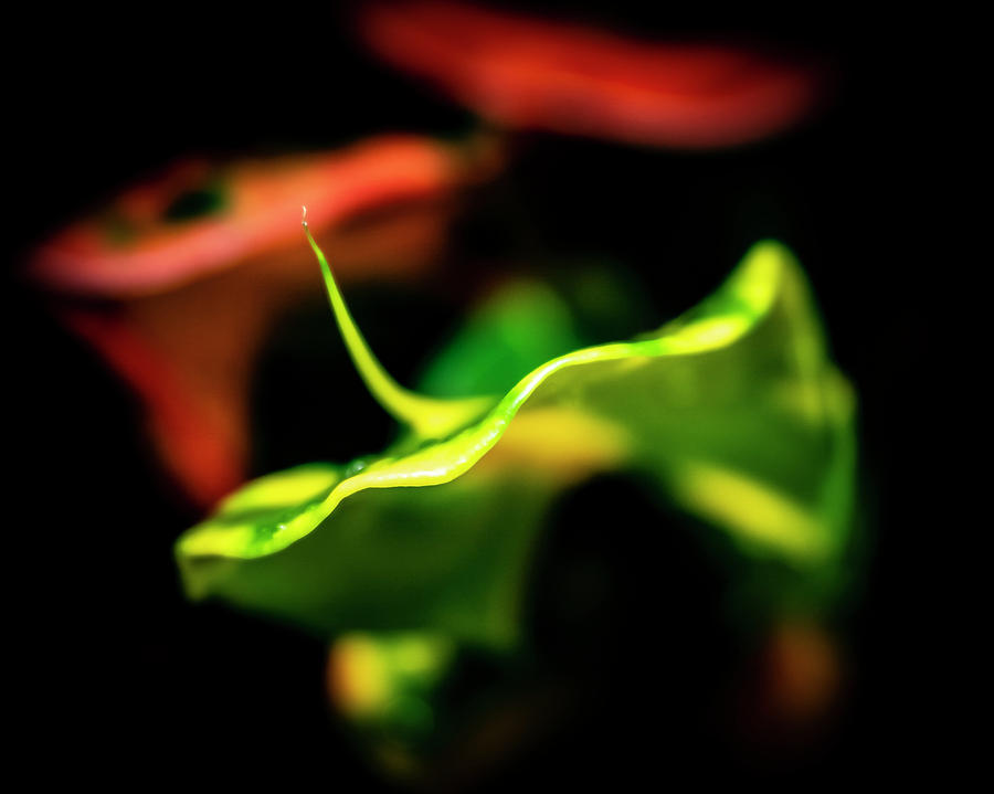 Green Croton Photograph by Silvia Marcoschamer