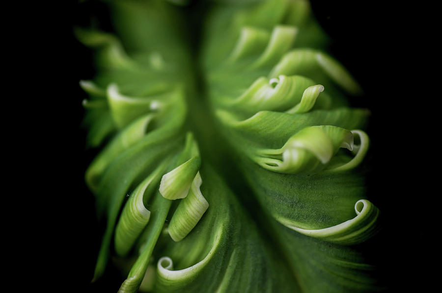 Green Curves. Macro of Super Parrot Tulip Photograph by Jenny Rainbow