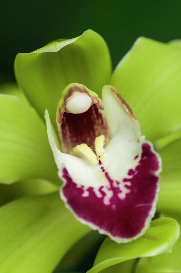 Green Cymbidium Orchid Photograph by Ginger Stein