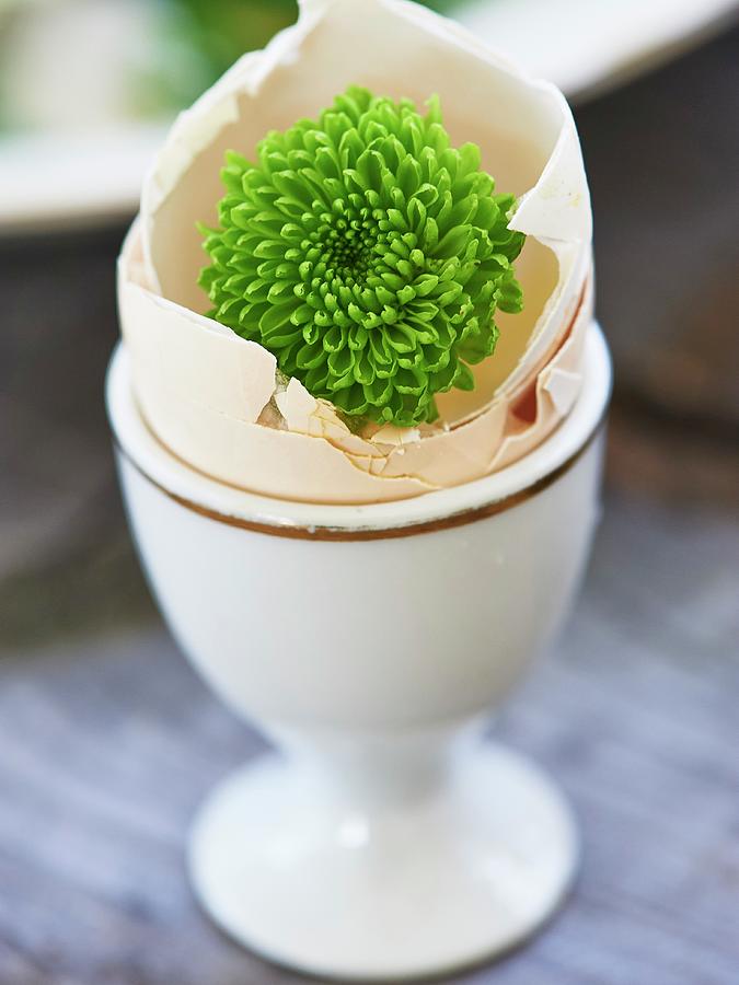 Green Dahlia In Egg Shell As Easter Decoration Photograph by Hannah Kompanik