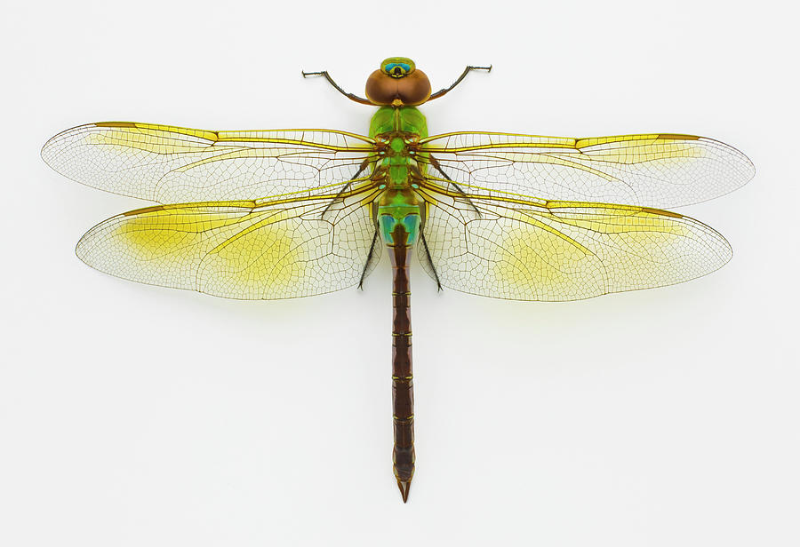 Green Darner Anax Junius On White Photograph by Don Farrall