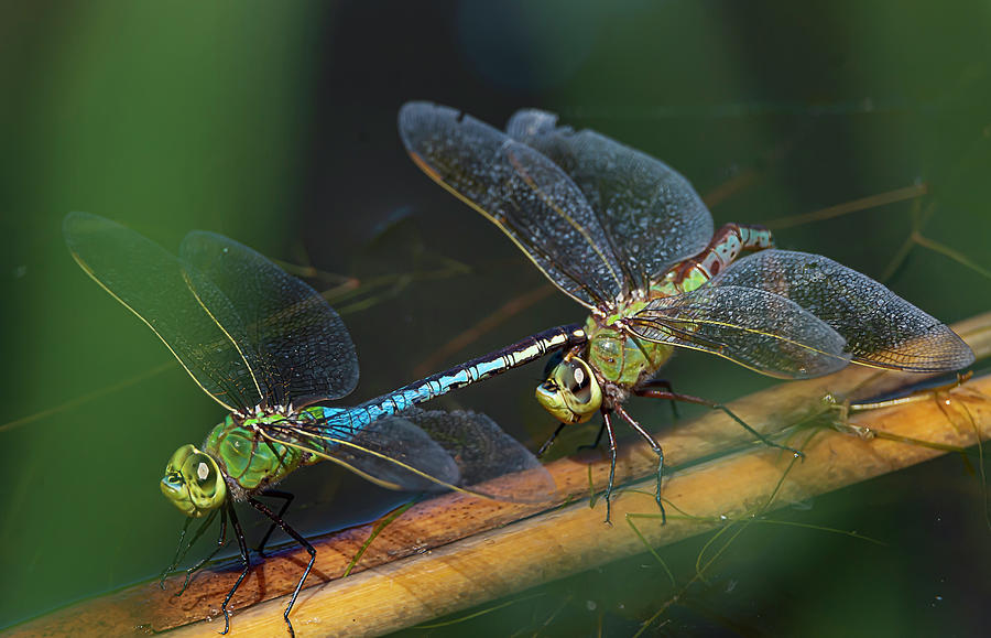 Green Darner Dragonfly Mating Wheel Photograph by Rick Mosher