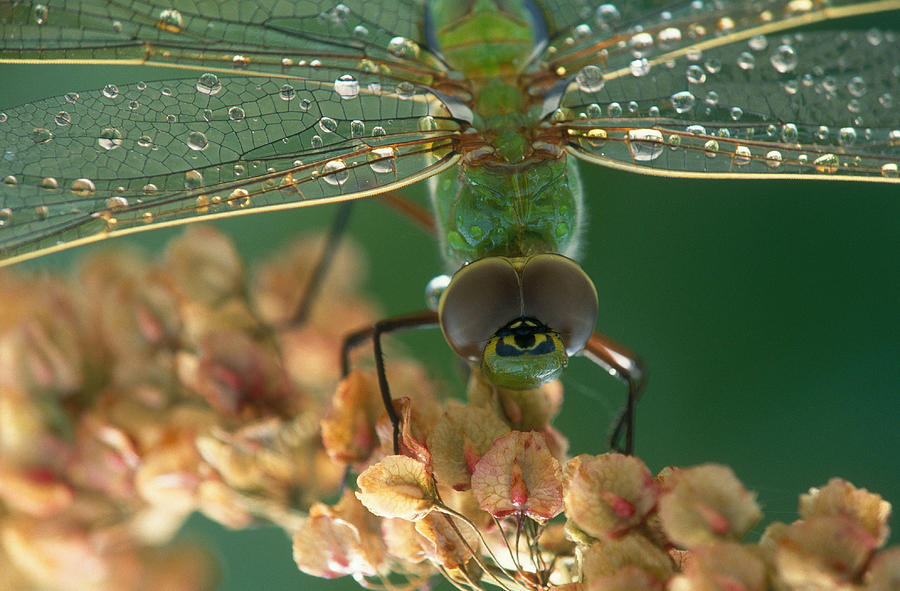 Green Darner Dragonfly Photograph by Michael Lustbader