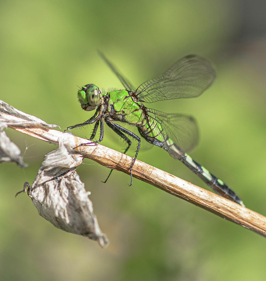 Green Dragon Fly Photograph by Lori Rowland