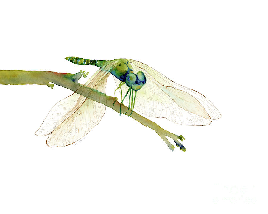 Green Dragonfly Painting by Amy Kirkpatrick