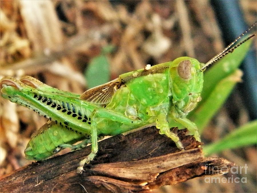 Green Dwarf Grasshopper With Water Droplets August Indiana Photograph ...