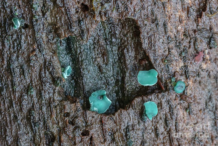 Green Elfcup Photograph by Bob Gibbons/science Photo Library