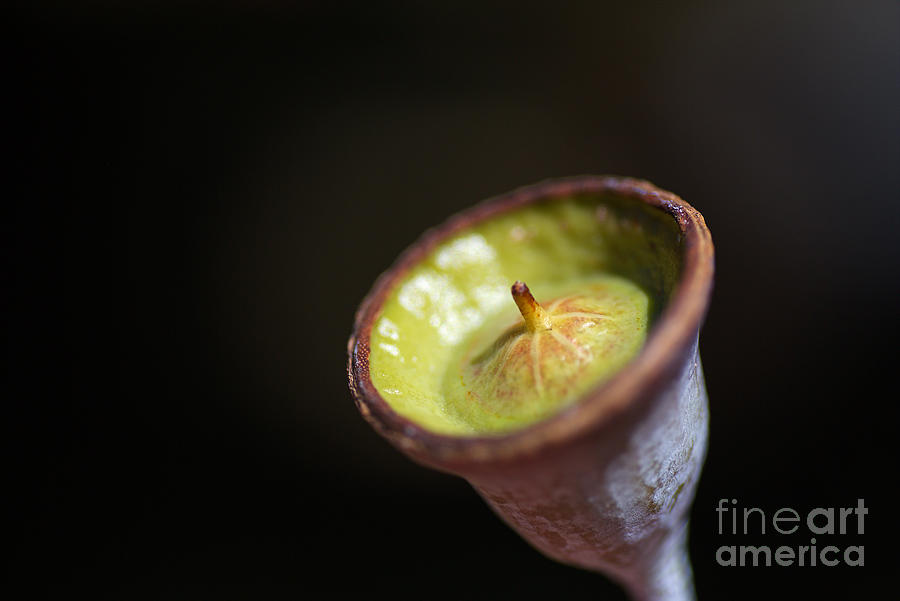 Green Face Of Gumnut Photograph by Joy Watson