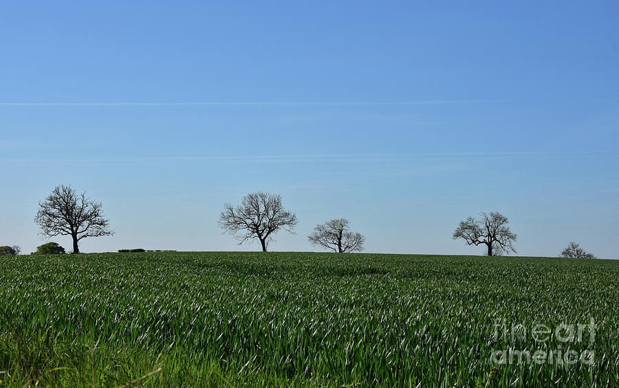 Green Farmland and Fields with Trees on the Horizon Photograph by DejaVu Designs