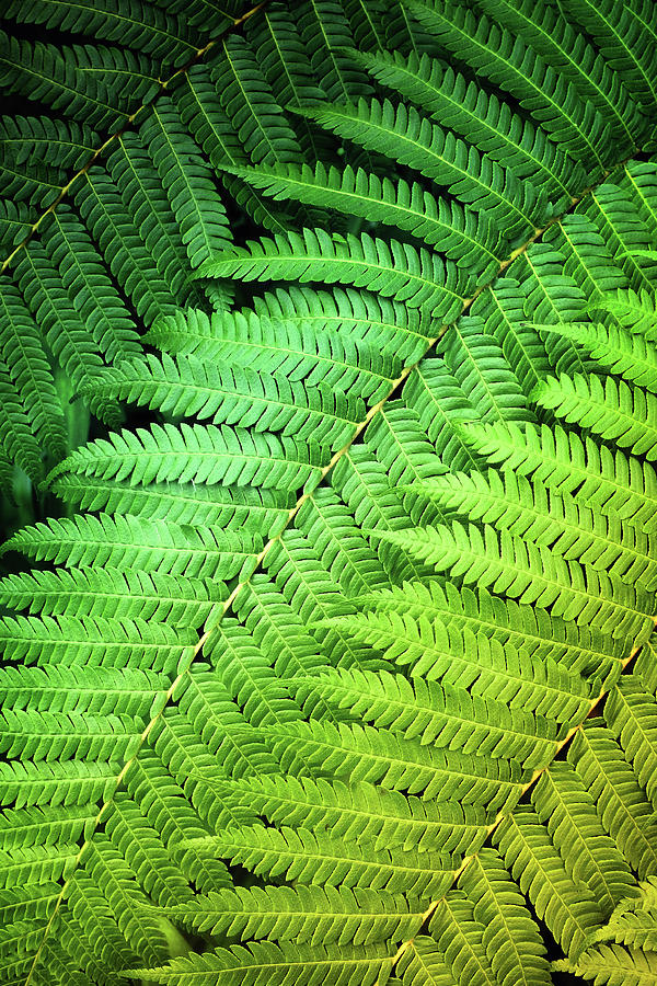 Green Plants Photograph - Green Fern Closeup by Carlos Caetano