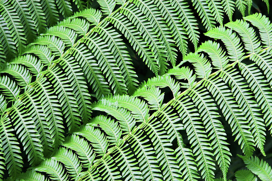 Nature Photograph - Green Fern by Incredi