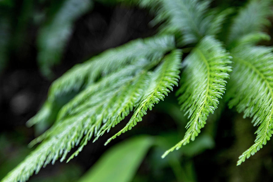 Green Fern Jungle Plant Photograph by Betsy Knapp - Fine Art America