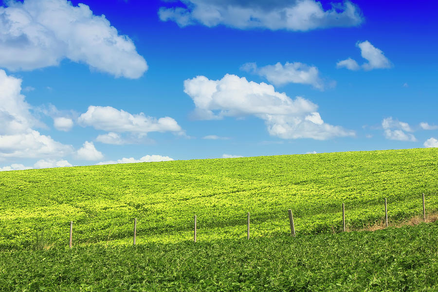 Green Field Against Blue Sky Photograph by Antonello