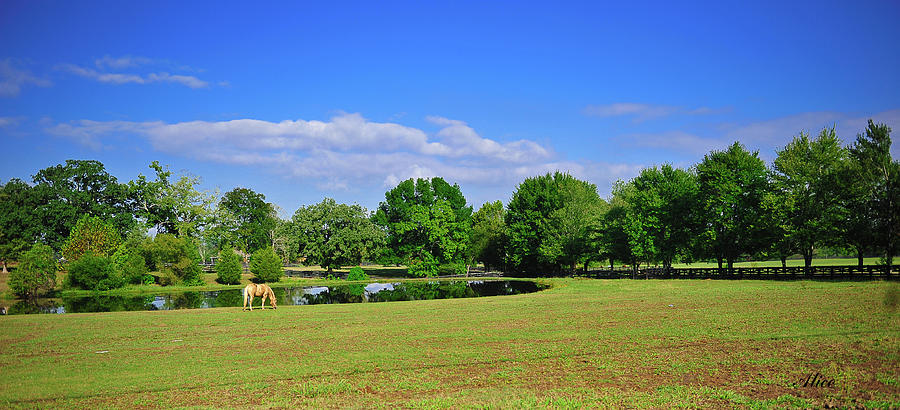 Green Field With Horse Photograph by Alice Artime