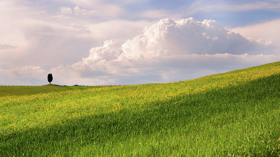 Green fields by Yuri San Green fields by Yuri San