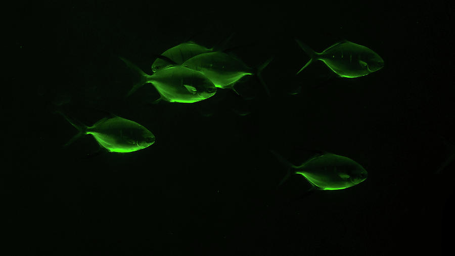 Green Fish At Georgia Aquarium Photograph by Patrick Nowotny