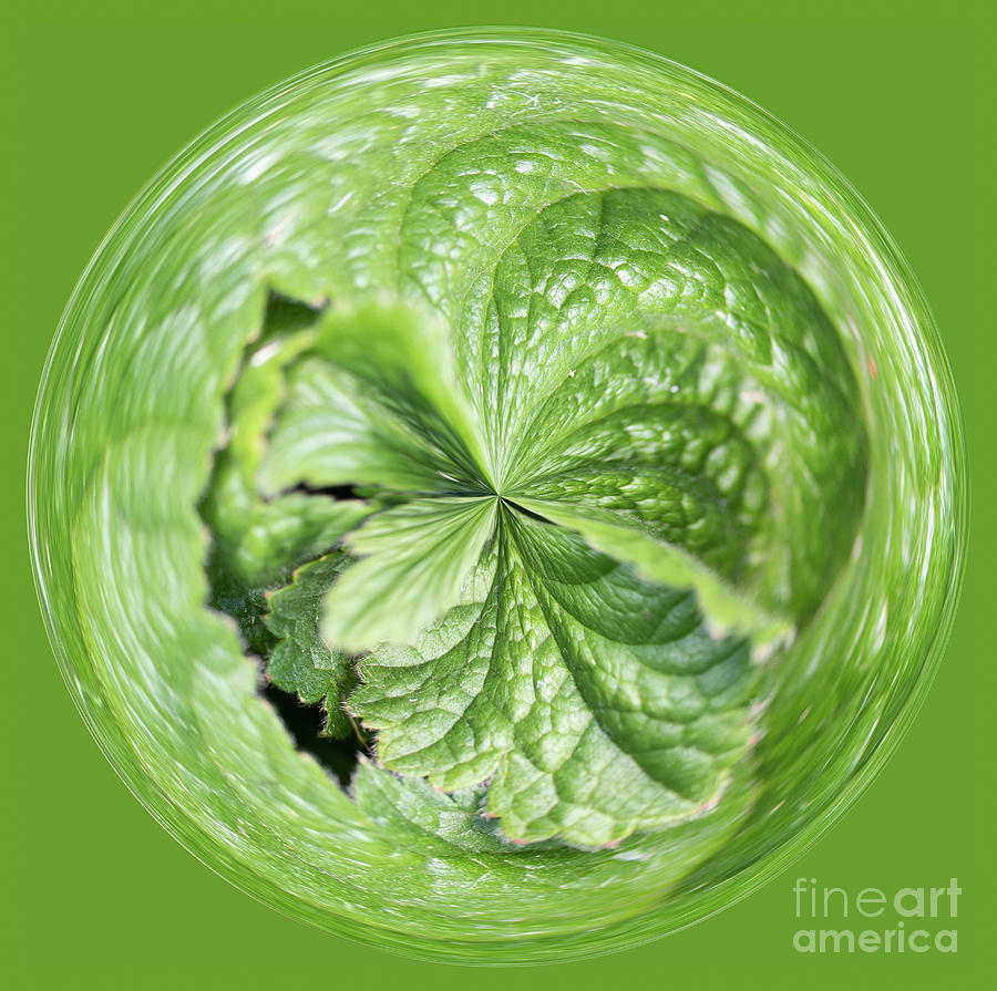 Green flower orb Photograph by Phillip Rubino