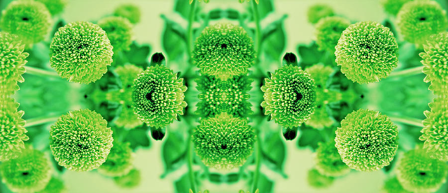 Still Life Photograph - Green Flowers Kalidascope Effect by Tom Quartermaine