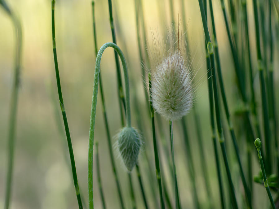 Nature Photograph - Green fluffy grass by Devis Martusevicius