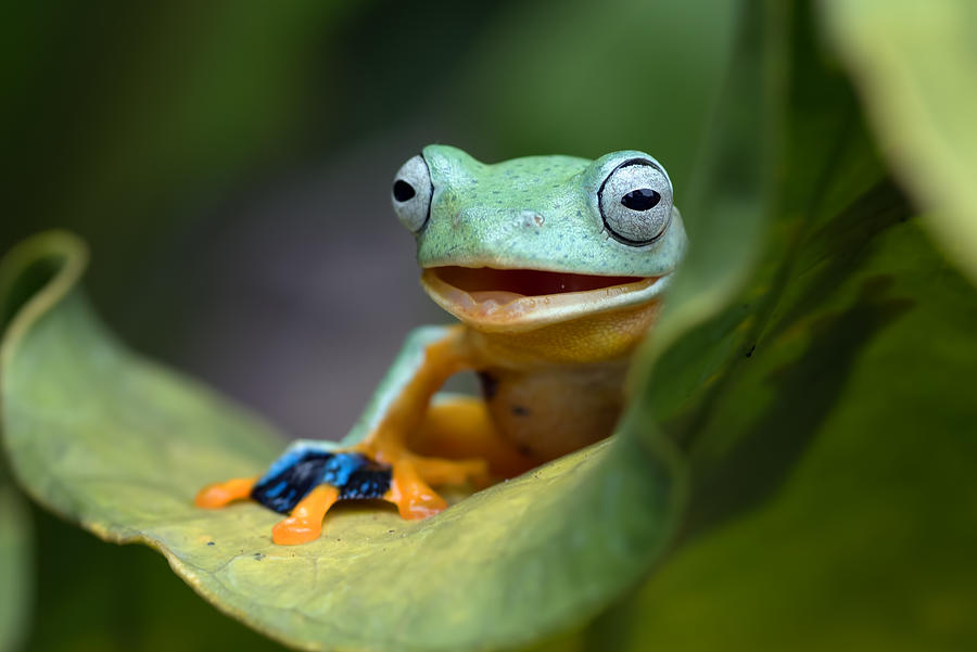 Animal Photograph - Green Flying Frog by Dikky Oesin