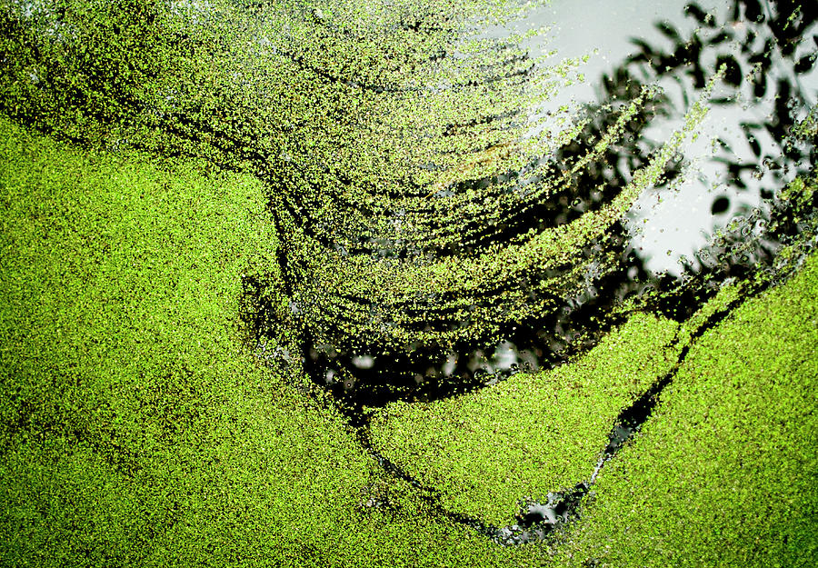 Green Foilage Floating On Water Surface Photograph by Peter Starman