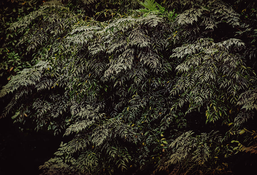 Green Foliage 3 #nature  Photograph by Andrea Anderegg