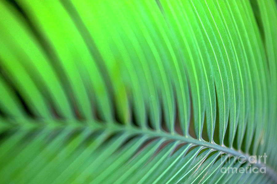 Green Foliage Close Up H3  Photograph by Ofer Zilberstein